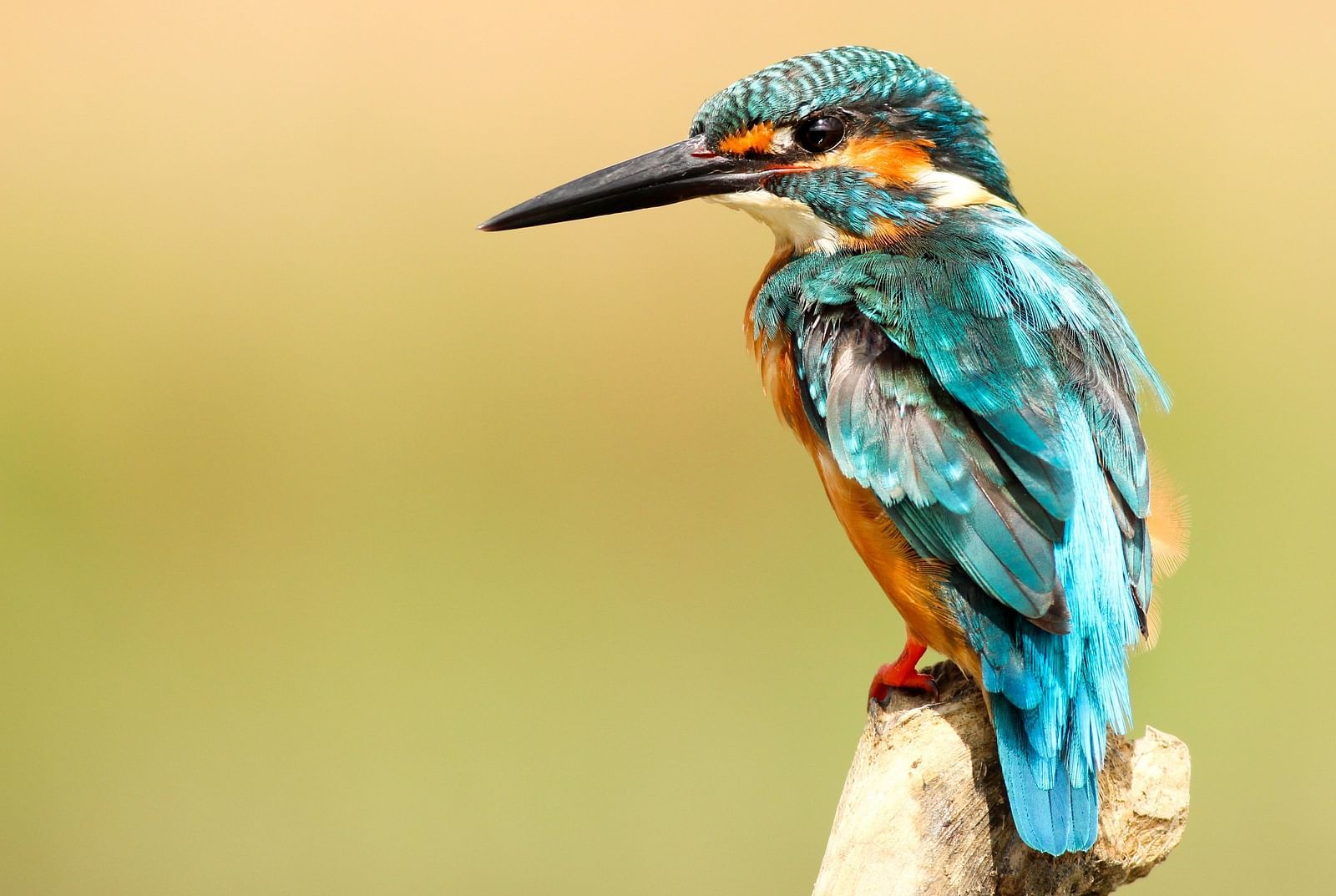 a sharp-beaked bird sitting on a branch