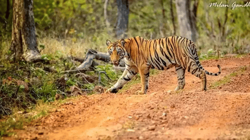 Tiger Safari Park Plaza Ludhiana Business Hotels in Ludhiana