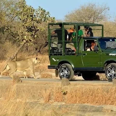 A lionesses behind a safari jeep
