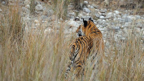 Jungle Safari at jim corbett- The Golden Tusk