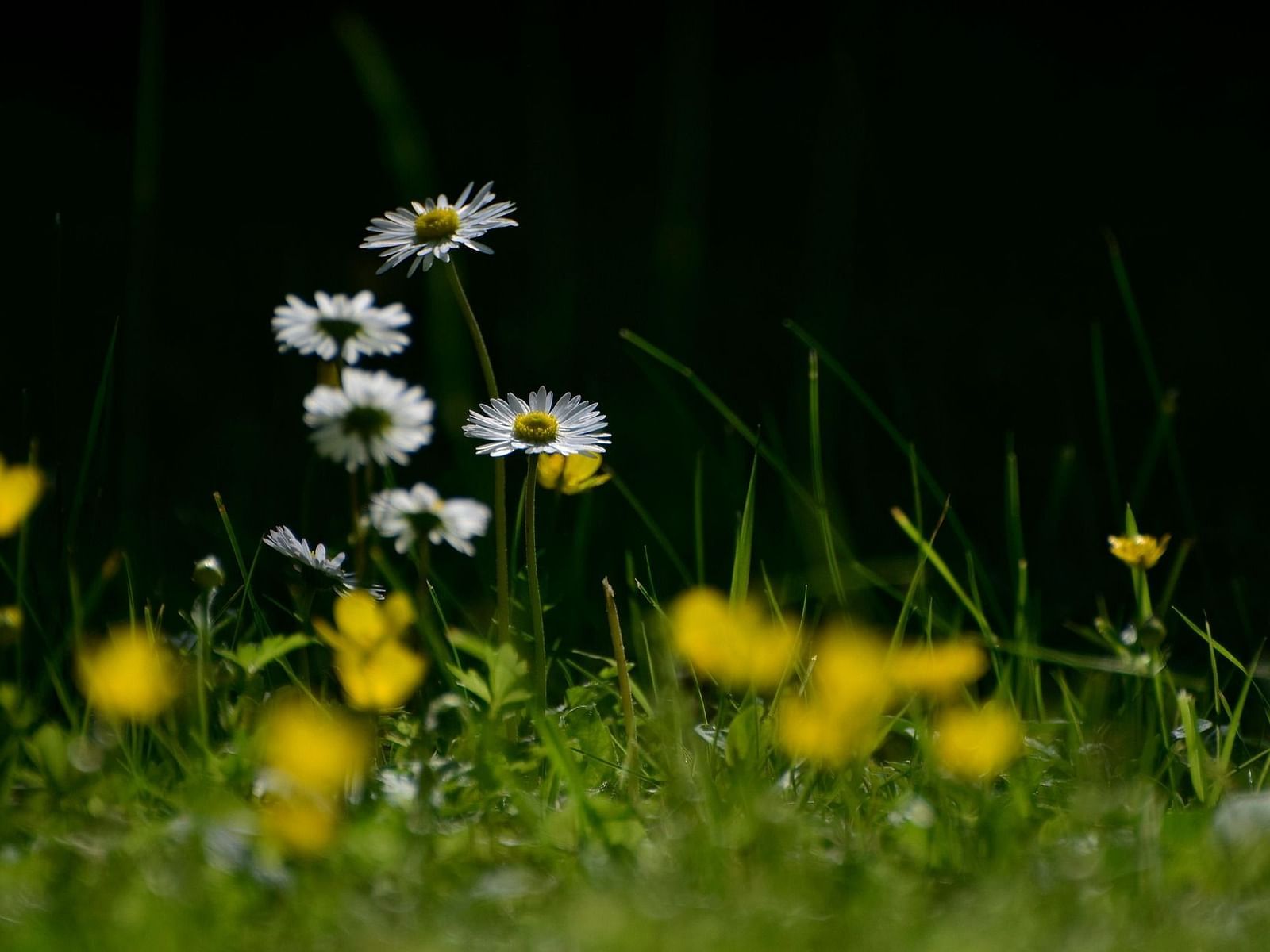 A grass field with flowers 