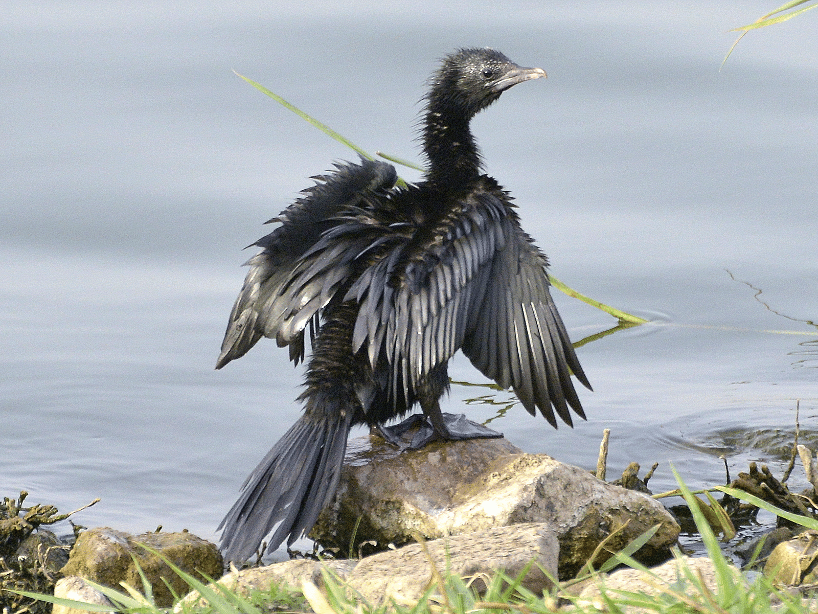 a picture featuring a  little cormorant resting on a big stone next to a water body, captured in the day time