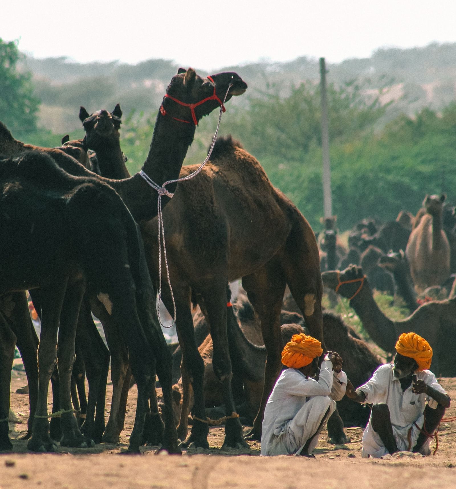 A group of camels gathered together in a natural setting. Two people wearing white clothing and orange turbans are sitting on the ground.