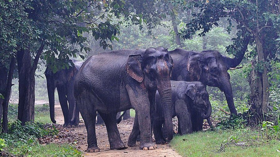 Jungle Safari at jim corbett- The Golden Tusk