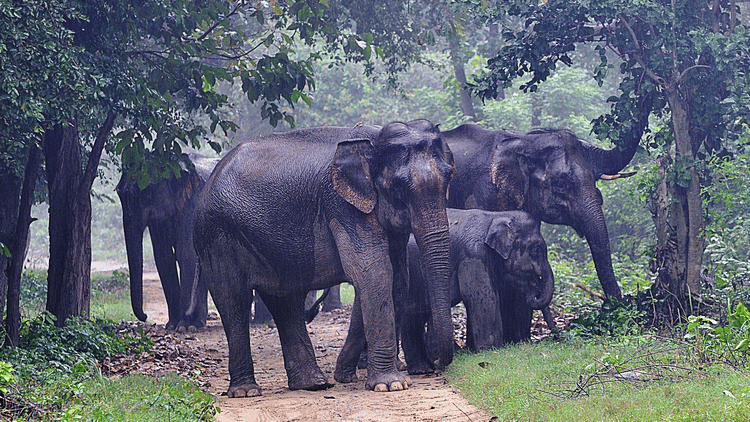 Jungle Safari at jim corbett- The Golden Tusk