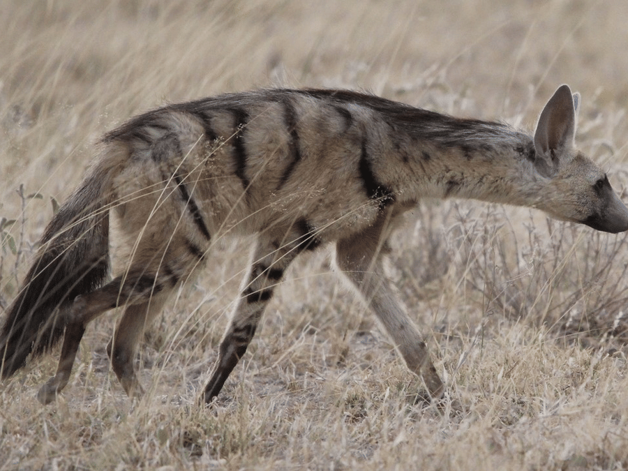 Aardwolf
