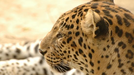 Banner Kanha
