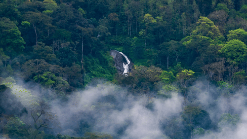 Waterfall hidden in a misty rainforest.
