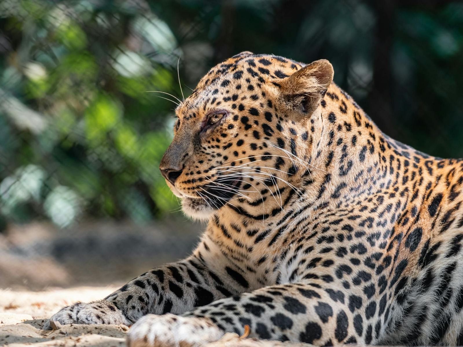 A spotted feline with a focused gaze rests on the ground amidst a blurred natural setting.