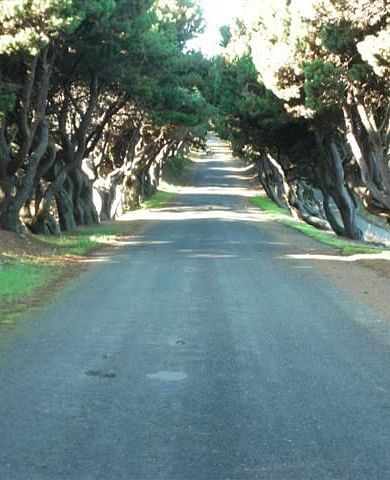A gravel road with towering trees on either side of it - Brewery Gulch Inn & Spa
