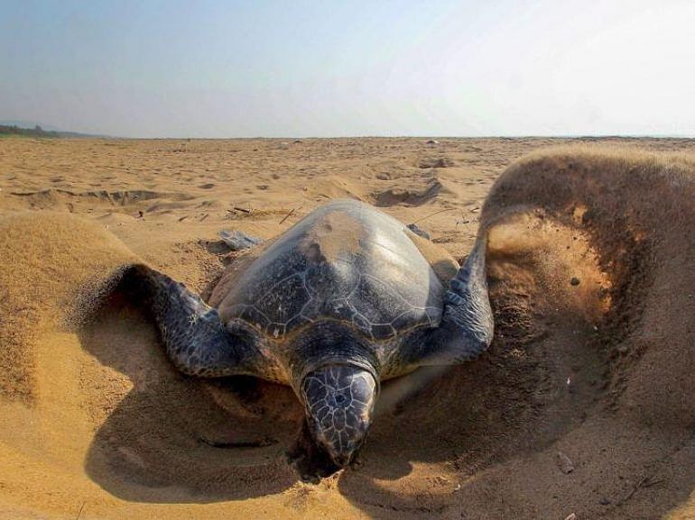 Olive Ridley Turtle sliding towards the ocean