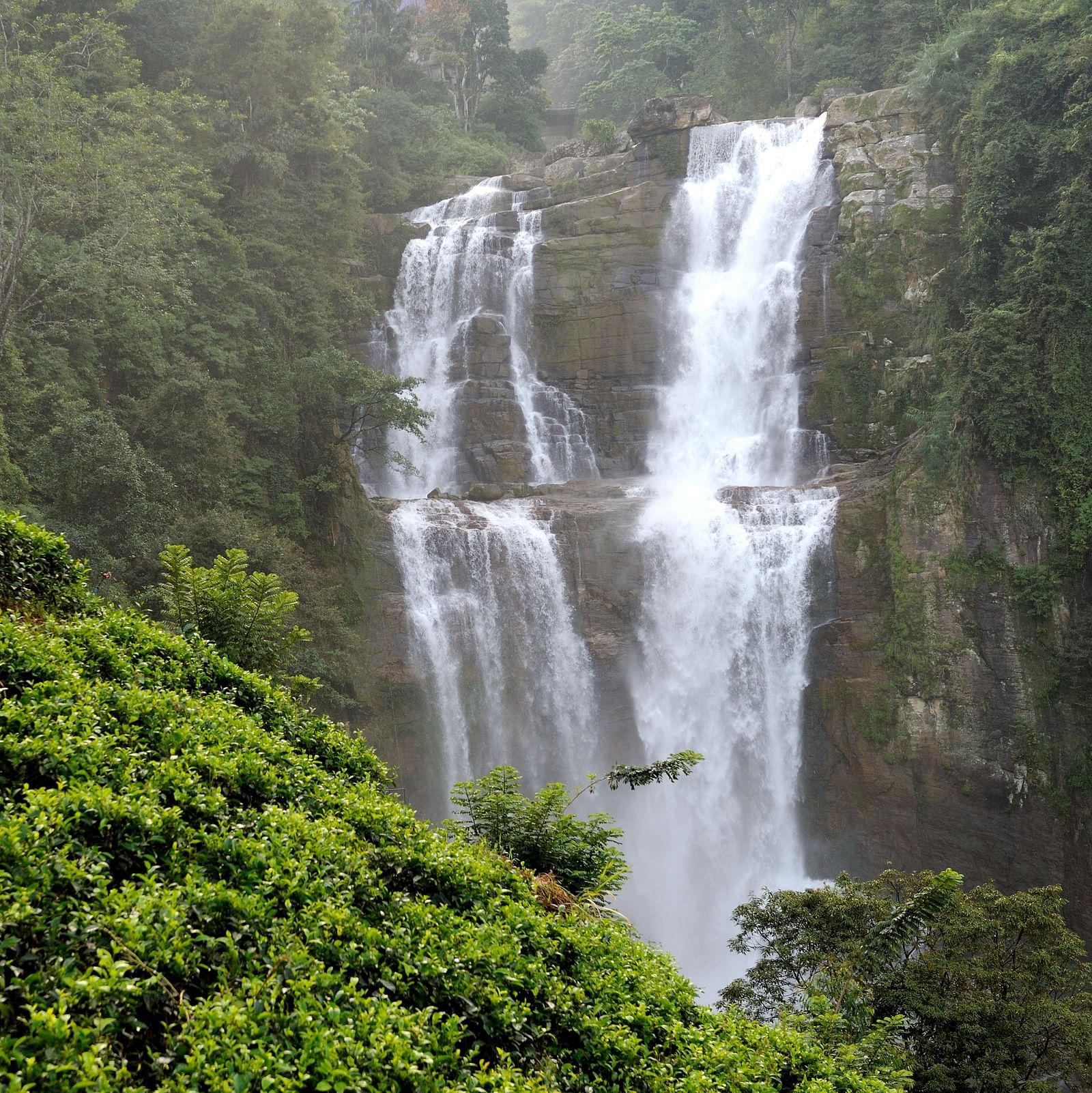 Lush green tea plantations with a scenic double-tiered waterfall flowing through dense forest in Coorg, Karnataka.