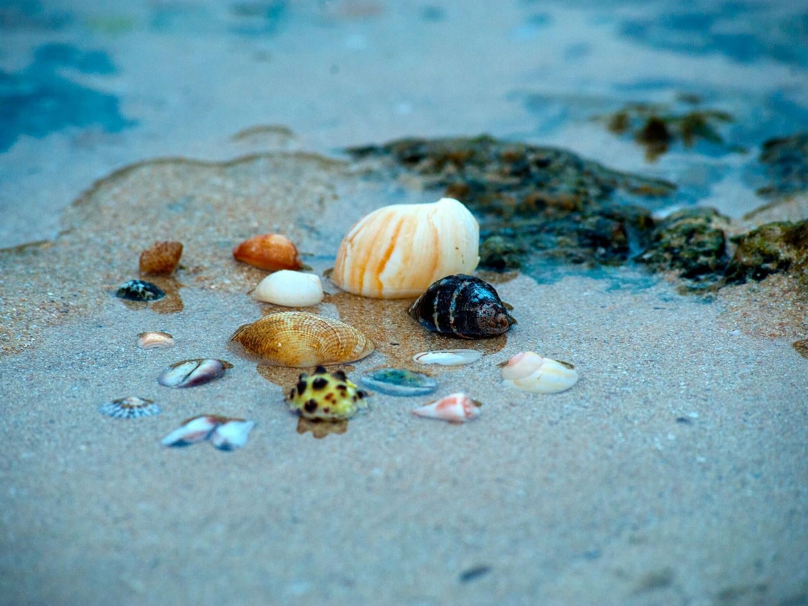 Assortment of sea shells by the sea shore