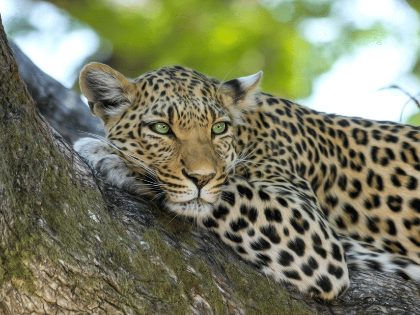 A leopard resting on the trunk of a tree in the wilderness