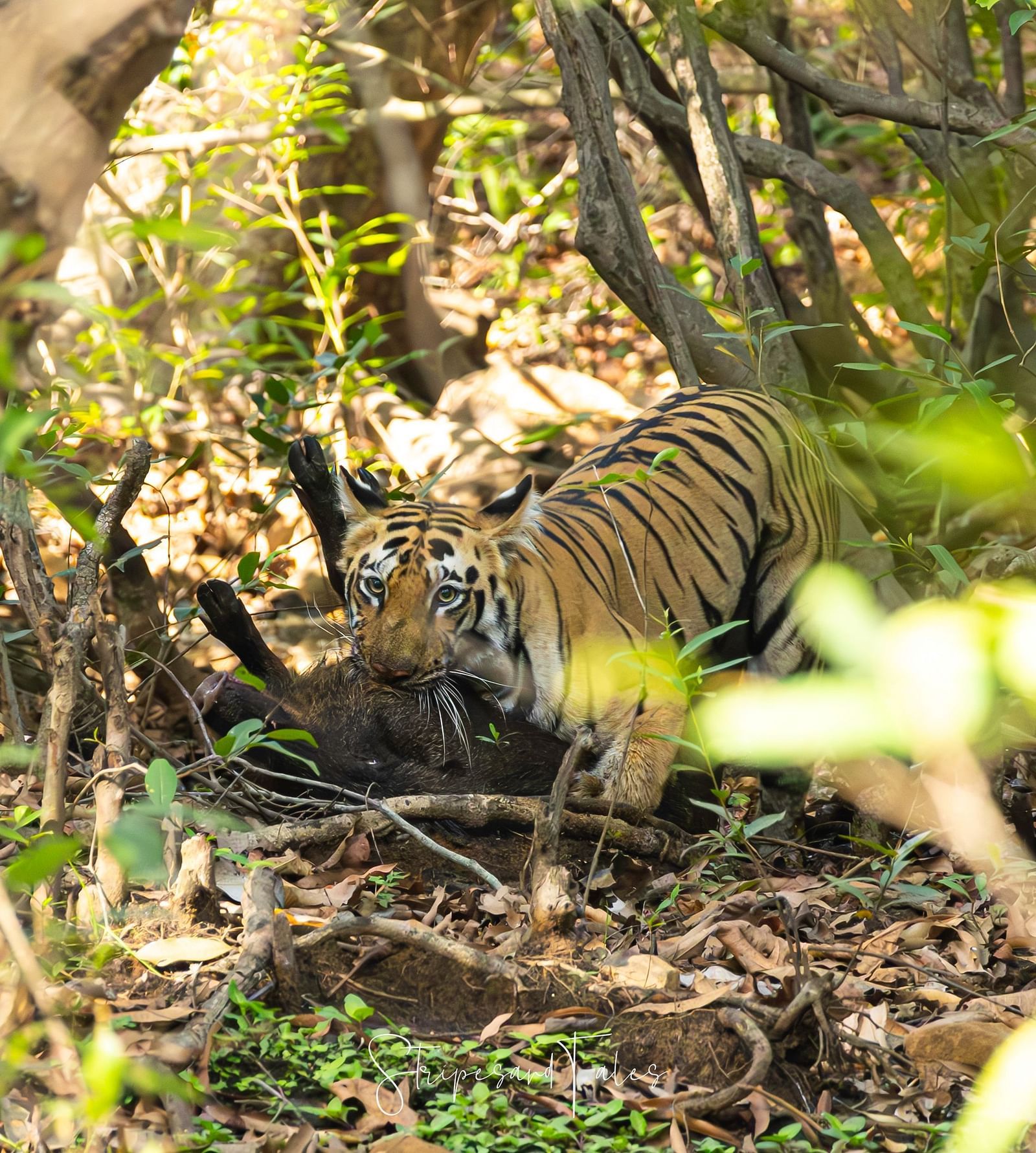 Image of a Bengal tiger in a forest at Trees N Tigers, Tadoba.