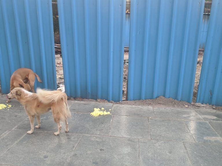 Two street dogs eating food that is being fed to them.