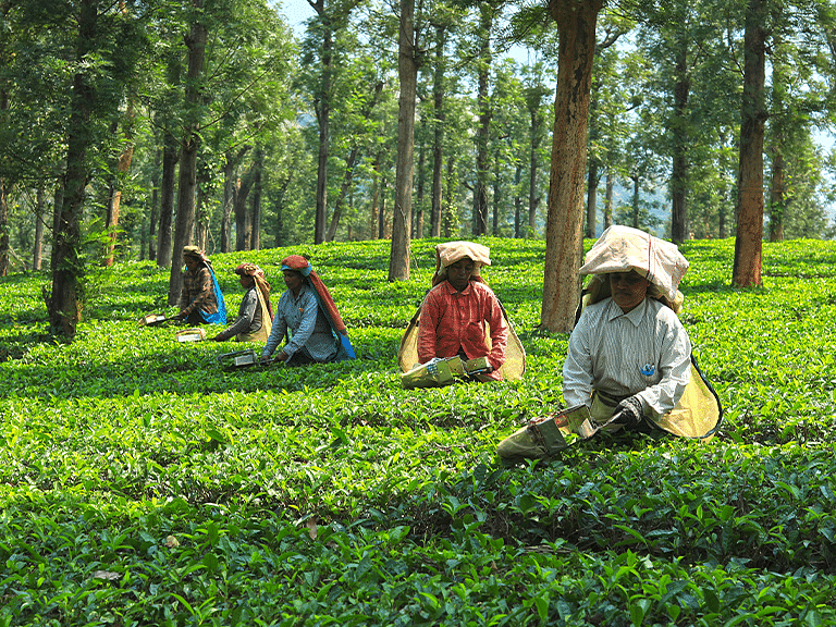 Workers trimming plants