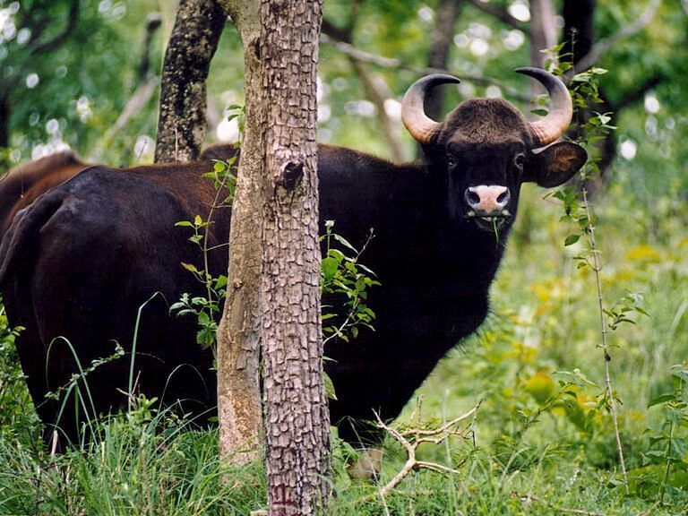 An image of Indian bison in Wayanad-wildlife-sanctuary