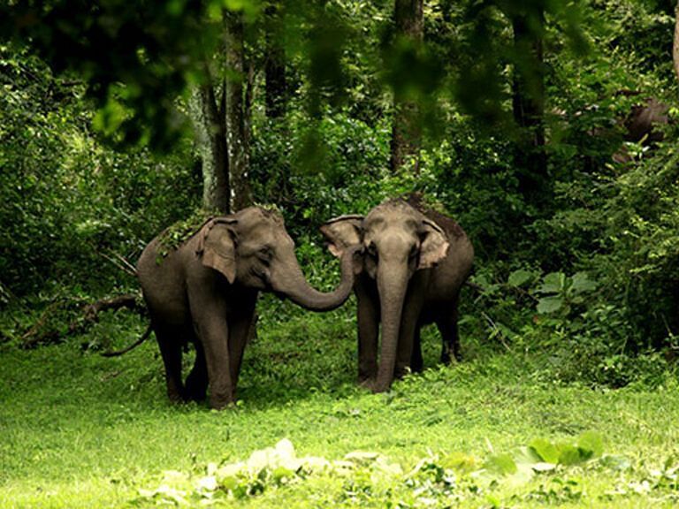 Two elephants standing amidst dense greenery in a forest in Wayanad-wildlife-sanctuary