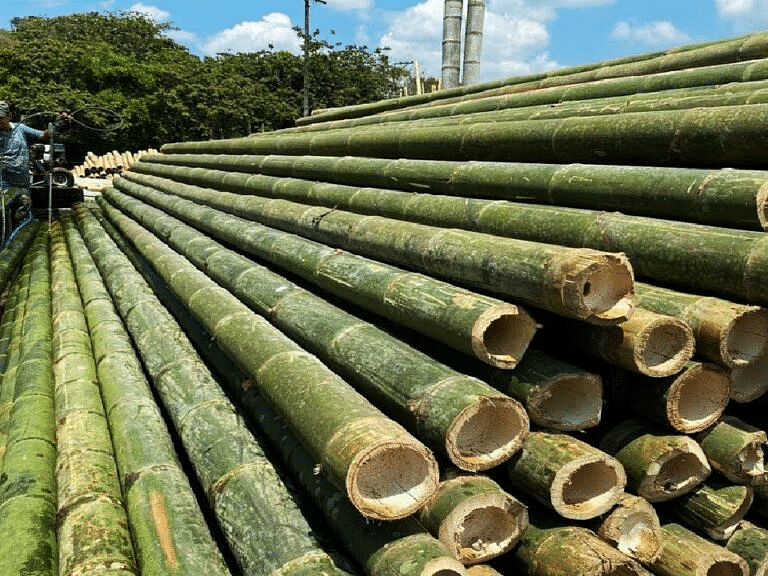 Large stack of cut bamboo logs arranged in an outdoor setting