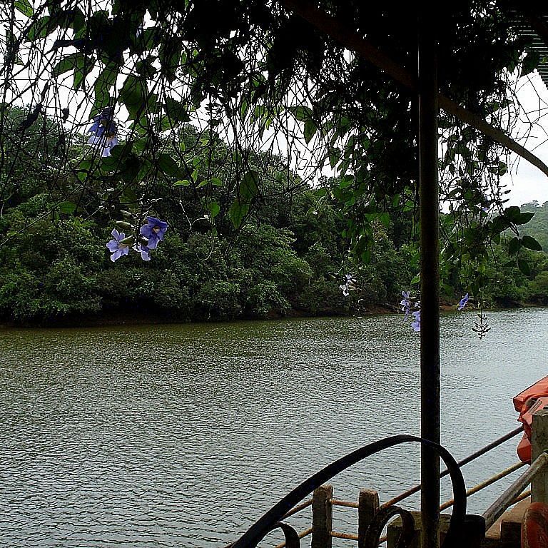 a view from inside the boat of Mayem Lake with trees in the background