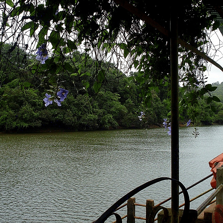 a view from inside the boat of Mayem Lake with trees in the background
