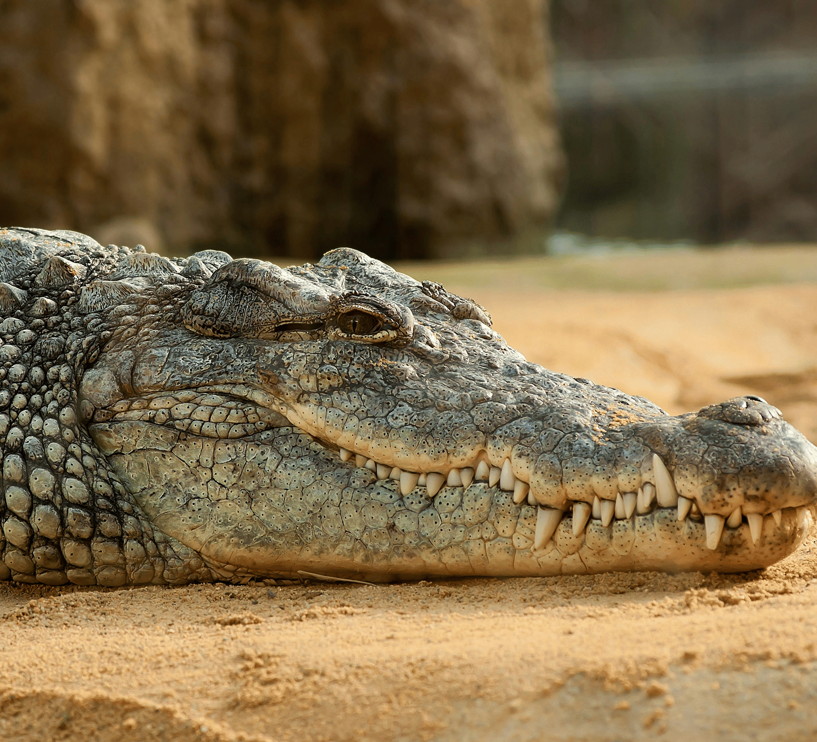 Close-up of a large crocodile resting on sandy ground, with its eye and jaw clearly visible.