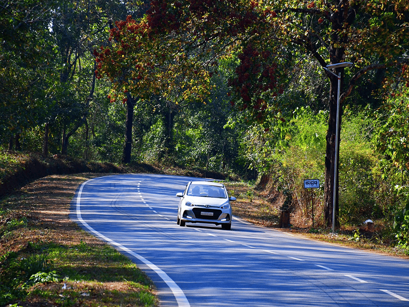 A car driving on an empty road while both sides of the road are lined with thick forest trees.