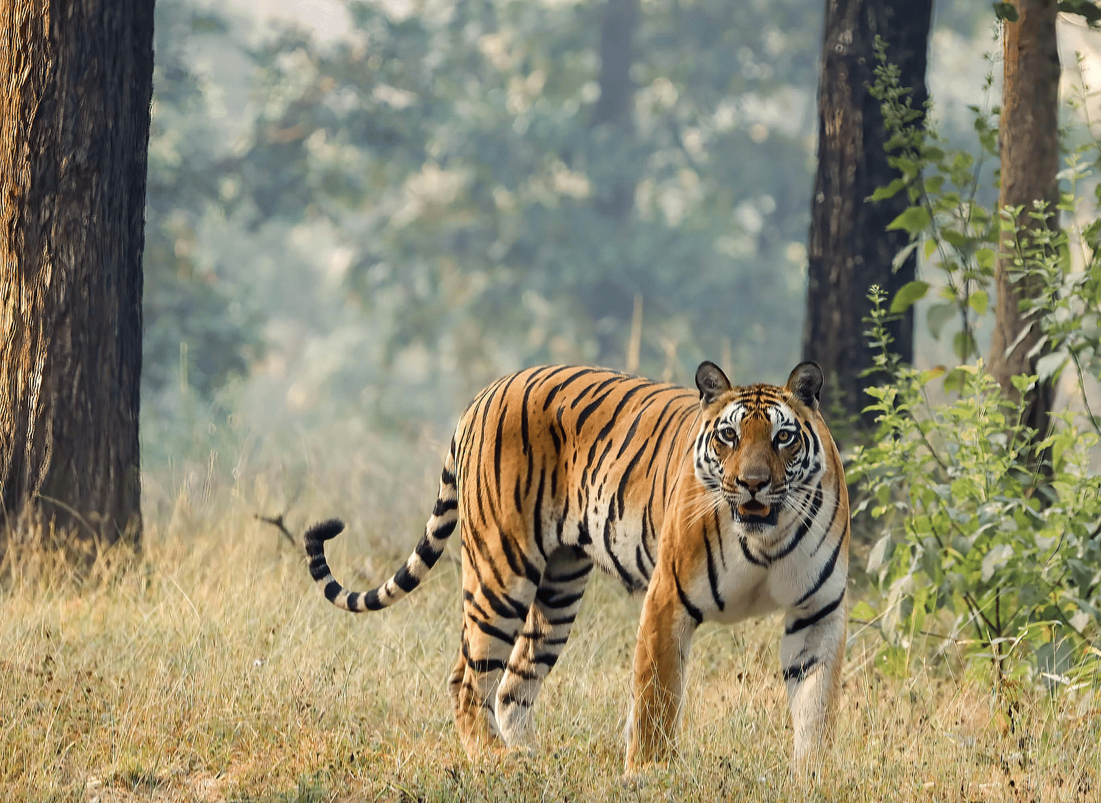 tapan-kumar-choudhury-Cj8LU2T4Rs8-unsplash