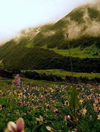image of a lush green field with a lot of tulips blooming
