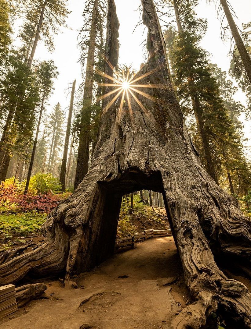 A route made by cutting through a wide tree trunk in a forest.