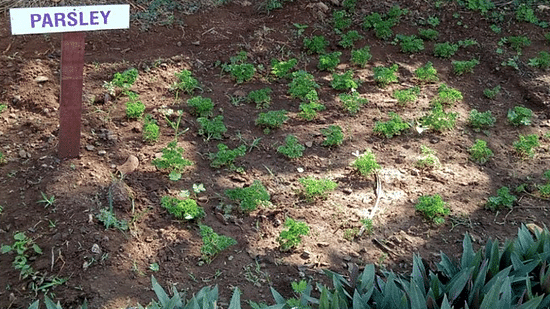 Herb Garden 2 - The Orchid Hotel Pune
