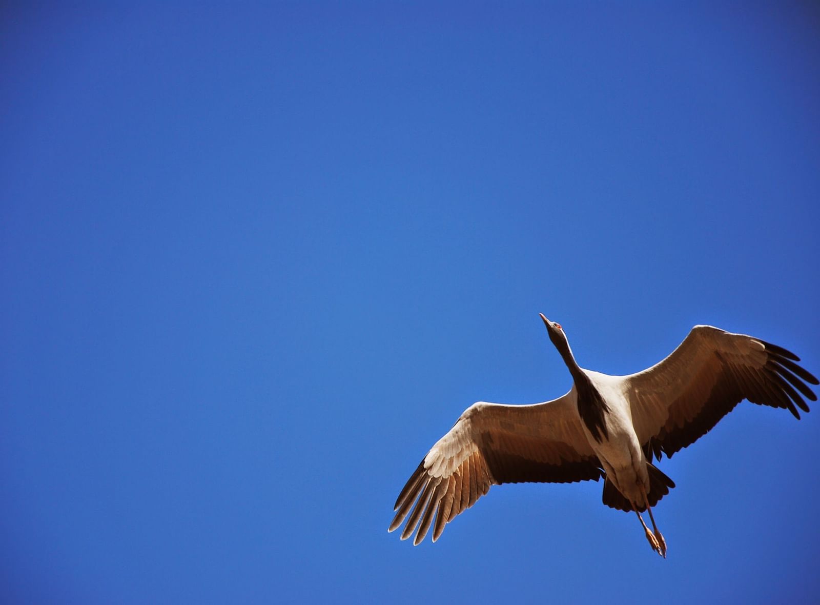 Demoiselle crane flying on a clear blue day - 2