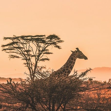GIRAFFE AND THORN TREE