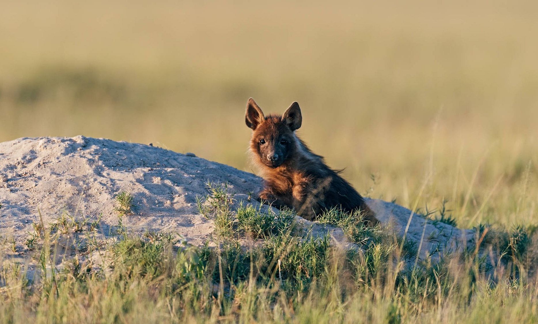 BROWN HYENA CUB