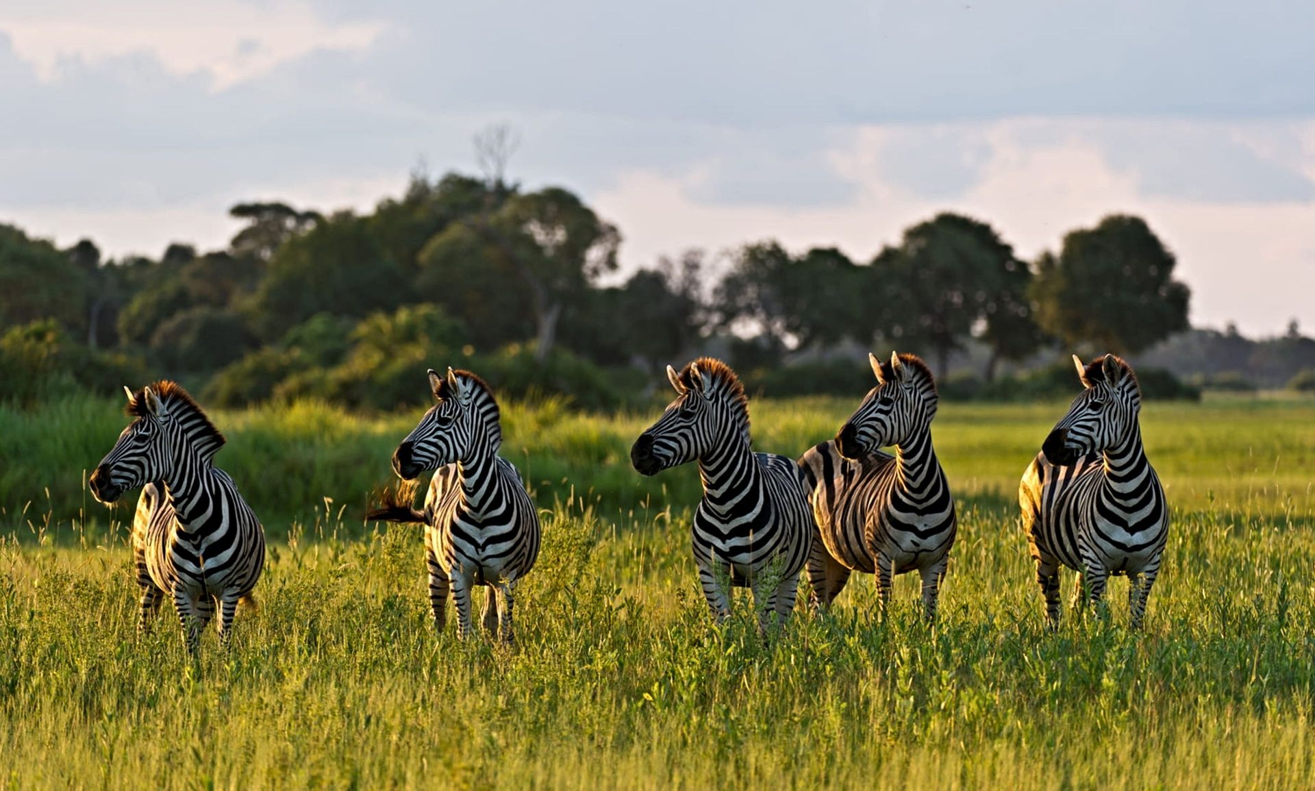 Five zebras standing in a lush green field at sunset.