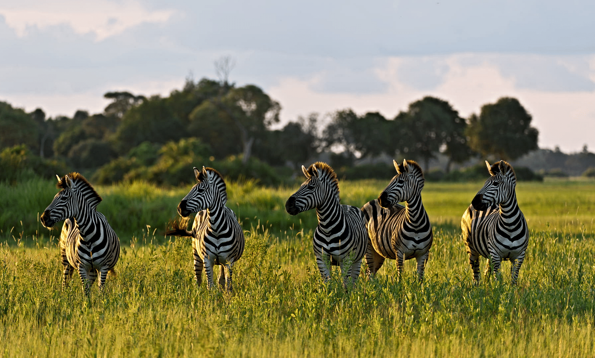 zebras