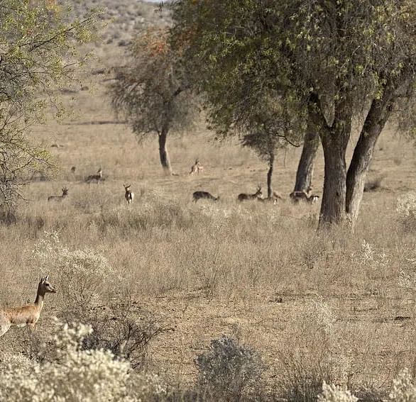 An image of a open area with sparse trees and greenery
