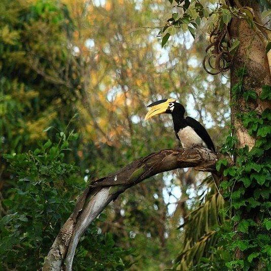 DANDELI