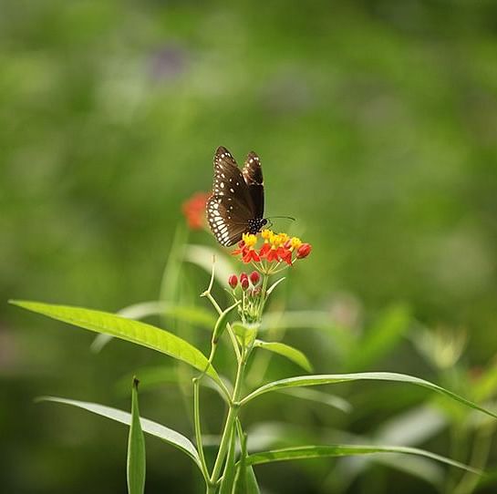 things-todo-butterfly