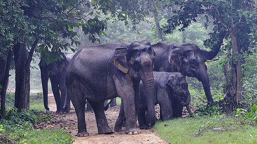 Jungle Safari at jim corbett- The Golden Tusk