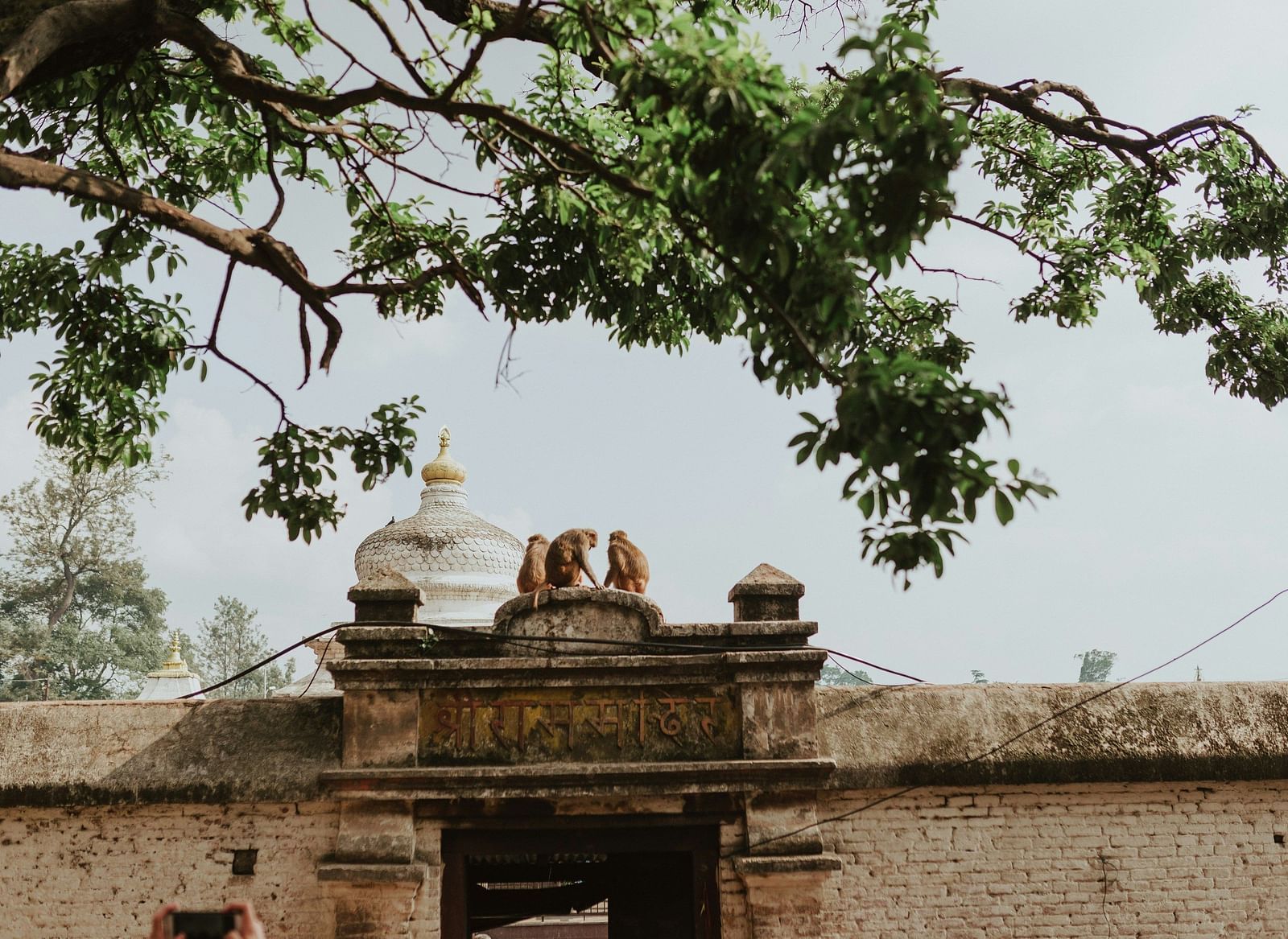 A white stupa dome is visible behind a stone wall and gate, framed by tree branches.