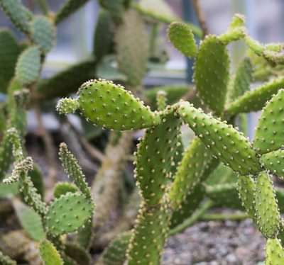 Cacti growing in the wild