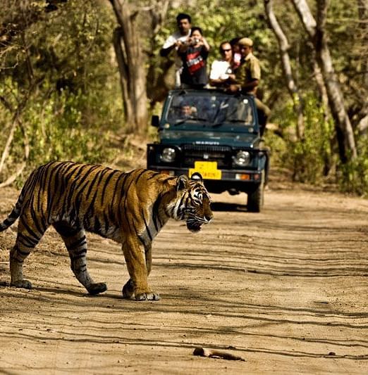 safari