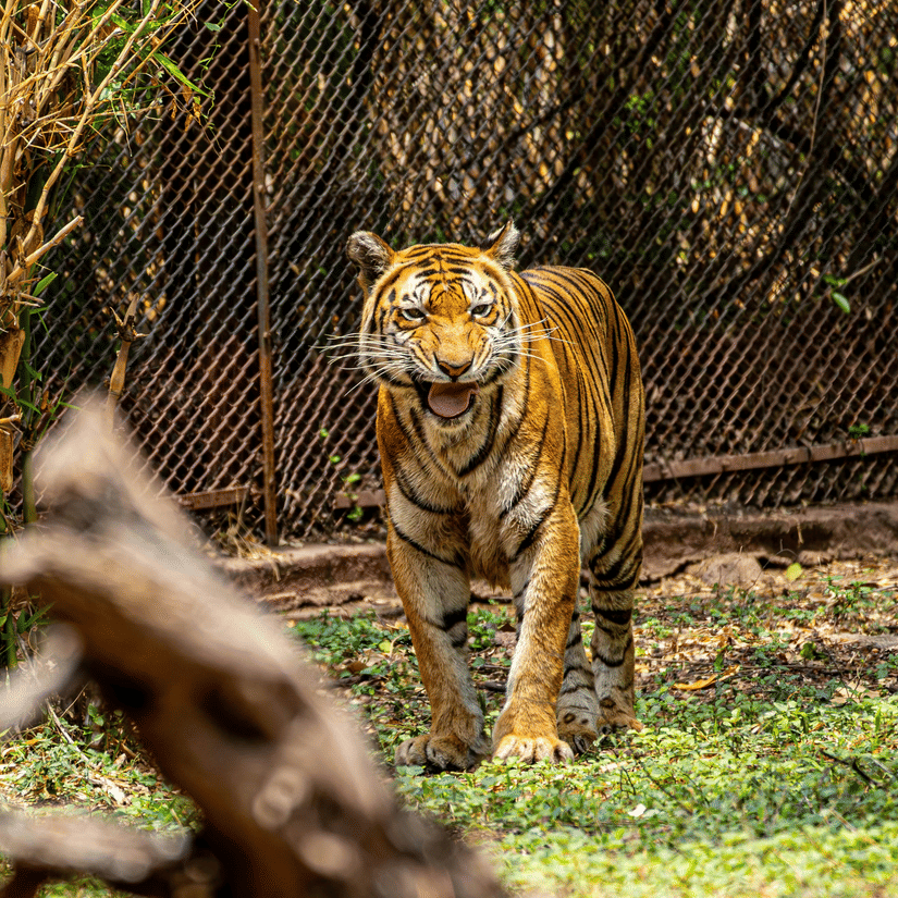 Bengal tiger standing inside a fenced enclosure with dry trees and grass around it
