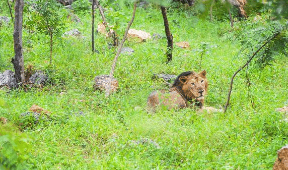  A lion is lying in the grass. Greenery surrounds it.