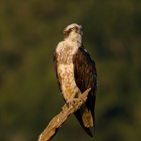 An Osprey perched on a branch looking to the right.