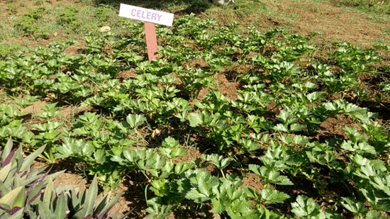 Herb Garden 3 - The Orchid Hotel Pune