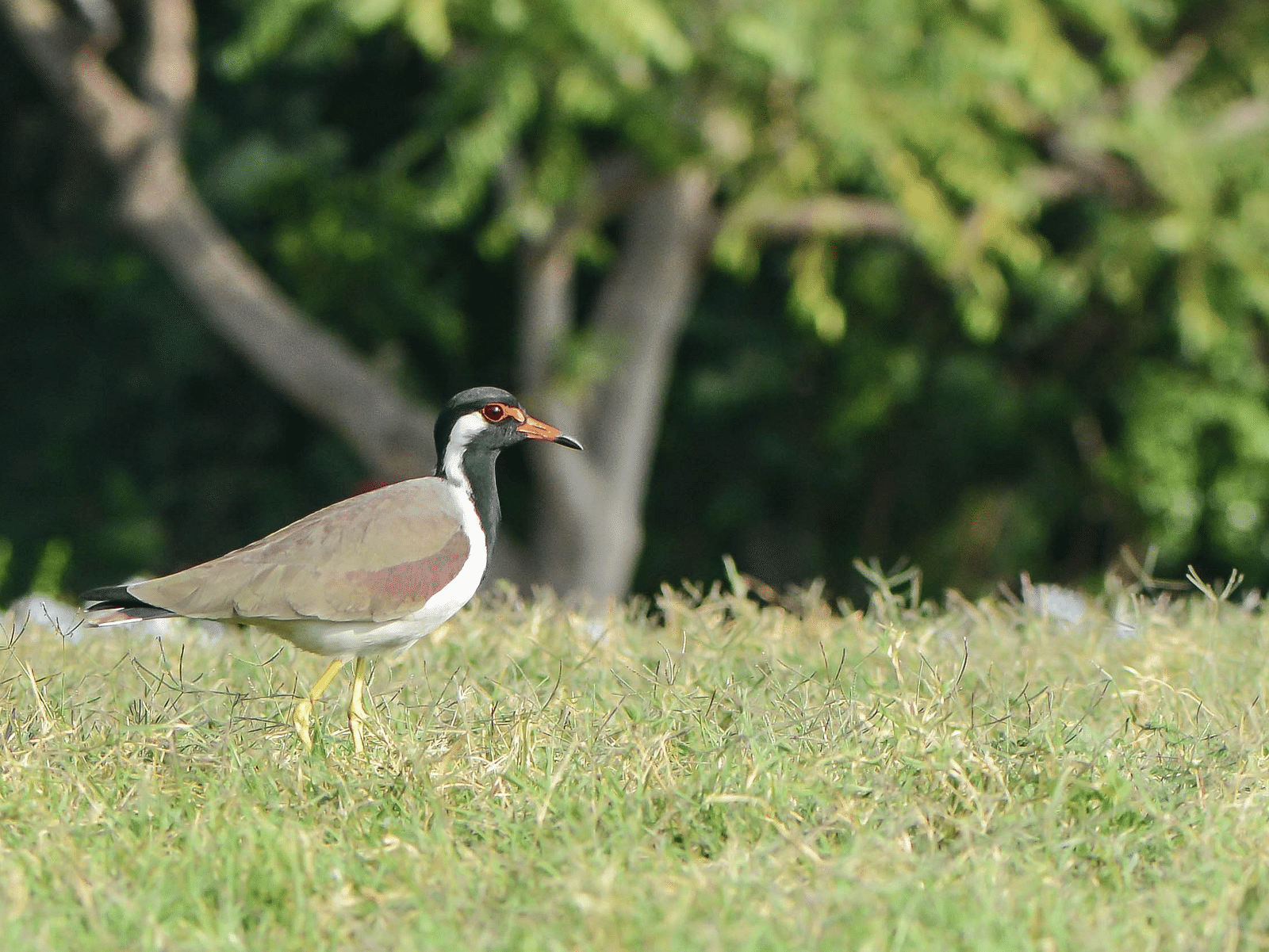 Image of a Red Wattled Lapwing on the grass field in the day time