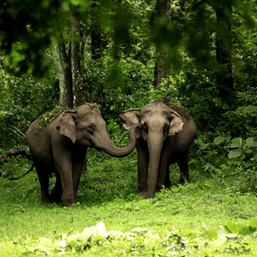 Two elephants standing close together in a dense green forest, surrounded by trees and grass.